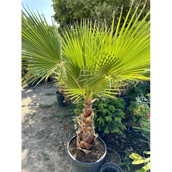 Washingtonia Robusta