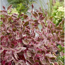 Cornus 'Miracle' - Fehértarka som