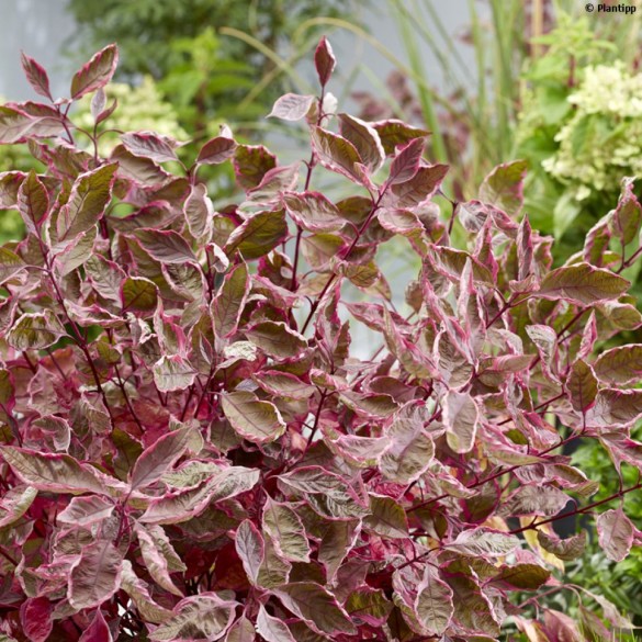 Cornus 'Miracle' - Fehértarka som