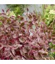 Cornus 'Miracle' - Fehértarka som