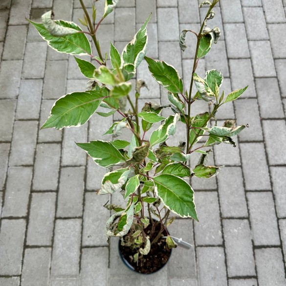 Cornus 'Miracle' - Fehértarka som