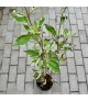 Cornus 'Miracle' - Fehértarka som