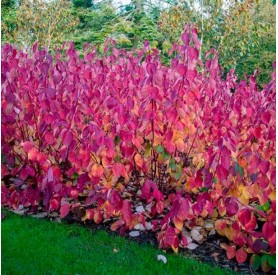 Cornus 'Siberian Pearls' - Fehértarka som