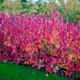 Cornus 'Siberian Pearls' - Fehértarka som