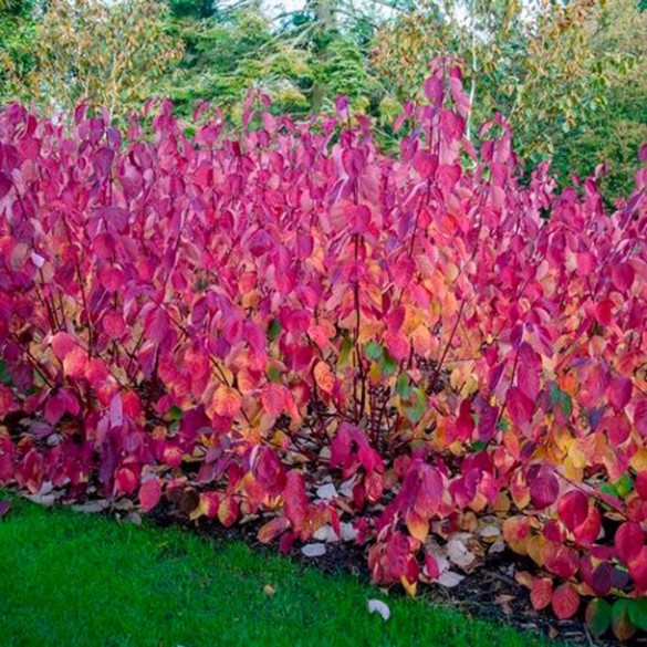 Cornus 'Siberian Pearls' - Fehértarka som