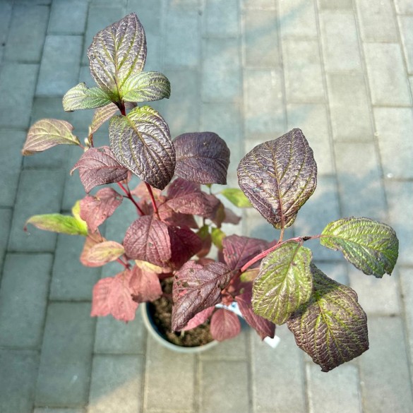 Cornus 'Siberian Pearls' - Fehértarka som