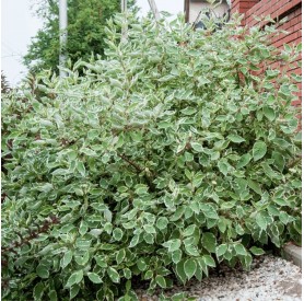 Cornus 'Sibirica Variegata' - Fehértarka som