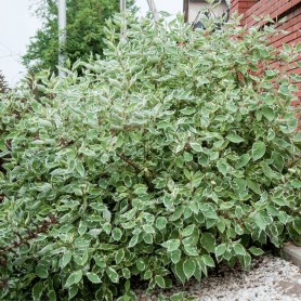 Cornus 'Sibirica Variegata' - Fehértarka som