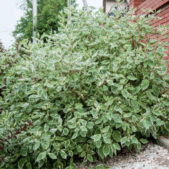 Cornus 'Sibirica Variegata' - Fehértarka som