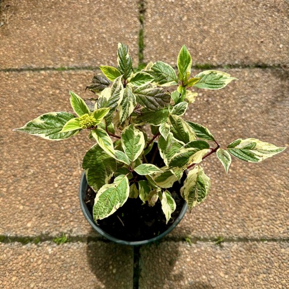 Cornus 'Sibirica Variegata' - Fehértarka som