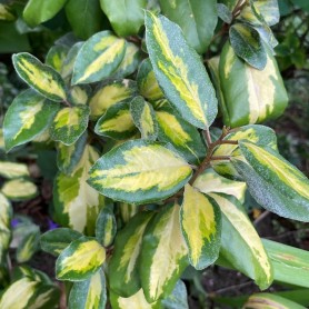 Elaeagnus ebbingei 'Limelight' - Ezüstfa