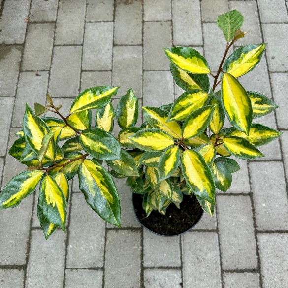 Elaeagnus ebbingei 'Limelight' - Ezüstfa