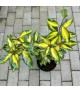Elaeagnus ebbingei 'Limelight' - Ezüstfa