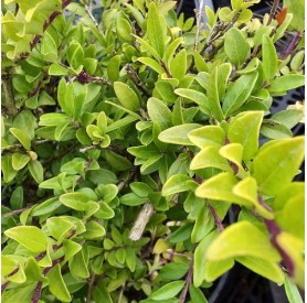 Lonicera pileata 'Moss Green' - Törpelonc