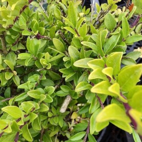 Lonicera pileata 'Moss Green' - Törpelonc