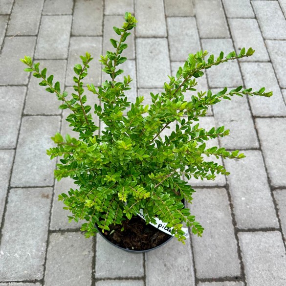 Lonicera pileata 'Moss Green' - Törpelonc