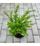 Lonicera pileata 'Moss Green' - Törpelonc