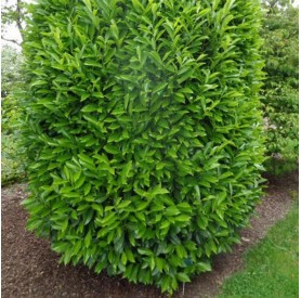 Prunus laurocerasus 'Genolia' - Babérmeggy