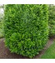 Prunus laurocerasus 'Genolia' - Babérmeggy