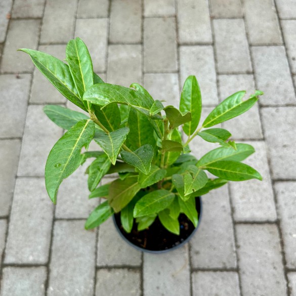 Prunus laurocerasus 'Genolia' - Babérmeggy