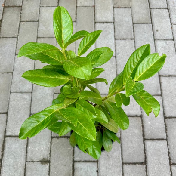 Prunus laurocerasus 'Novita' - Babérmeggy
