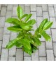 Prunus laurocerasus 'Novita' - Babérmeggy
