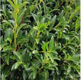 Prunus laurocerasus 'Sofia' - Babérmeggy