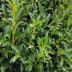 Prunus laurocerasus 'Sofia' - Babérmeggy