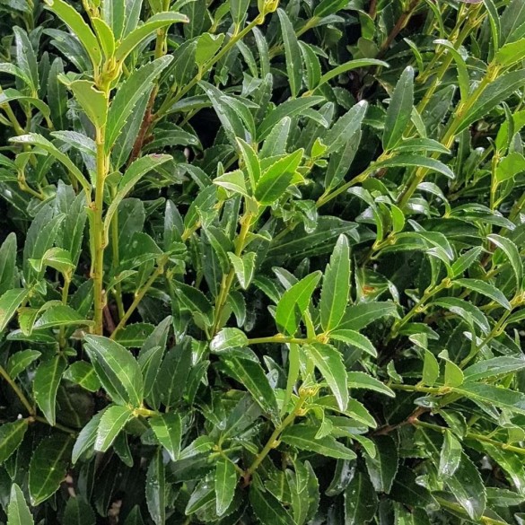 Prunus laurocerasus 'Sofia' - Babérmeggy