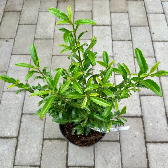 Prunus laurocerasus 'Sofia' - Babérmeggy